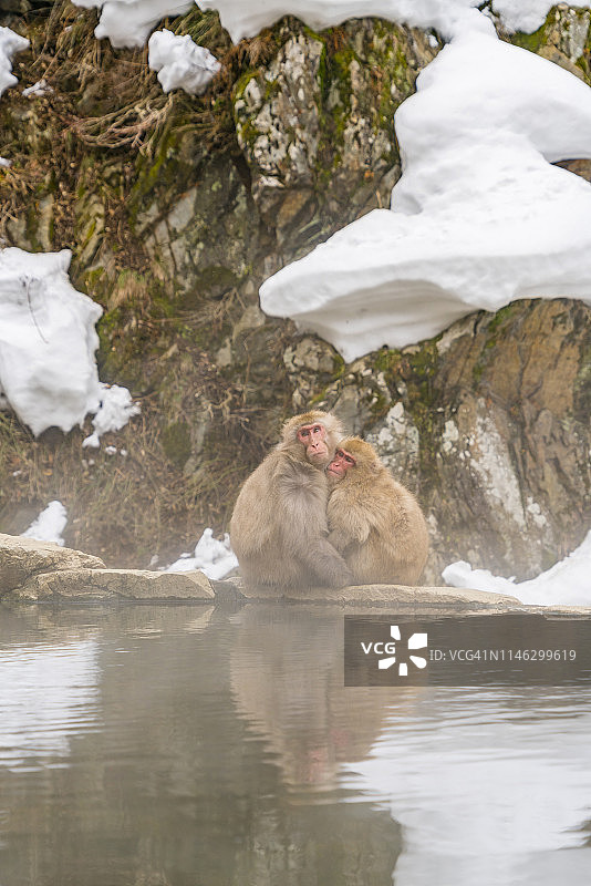 2月20日，在日本长野地狱谷雪猴公园，雪猴们在雪山温泉中拥抱。图片素材