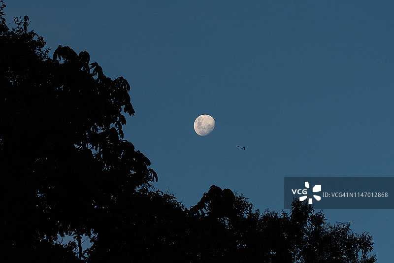 满月的树冠，两只鸟飞过图片素材