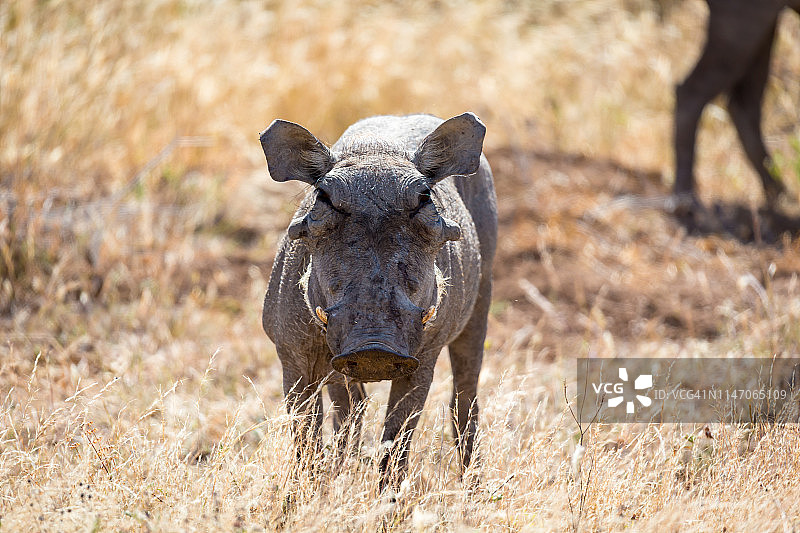 草地景观中间的疣猪肖像图片素材