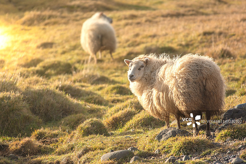 牲畜农场，羊群在草地上与阳光在日落景观。图片素材