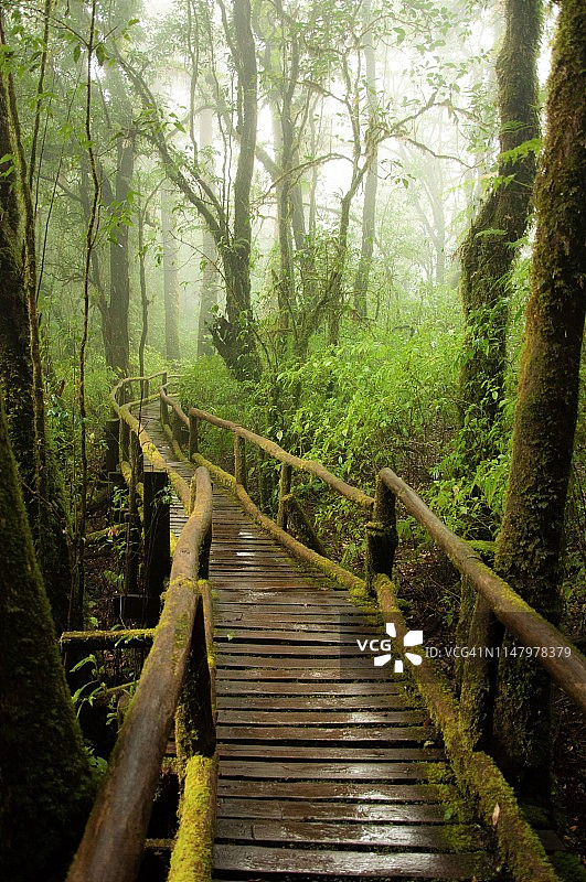 泰国北部热带雨林中的美丽木桥图片素材