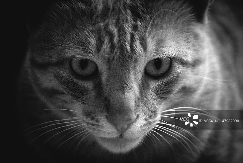 特写图像的印度猫-单色图片素材