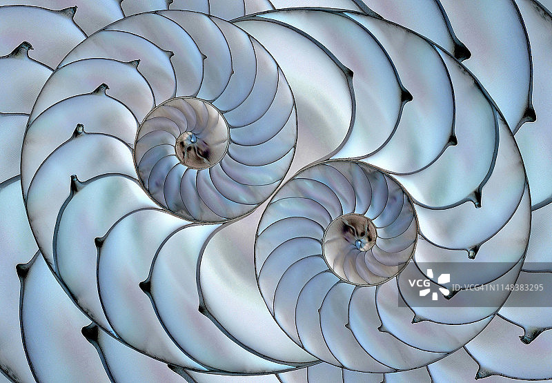 扫描鹦鹉螺图片素材