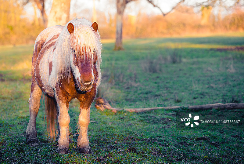 一个可爱的小马驹的肖像在田野在日落。图片素材