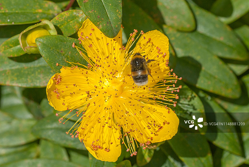 大黄蜂在金丝桃花上盘旋图片素材