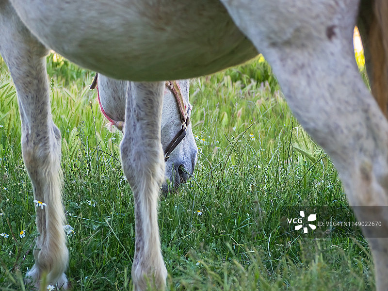 春天，一匹马和一匹母马一起在草地上吃草图片素材