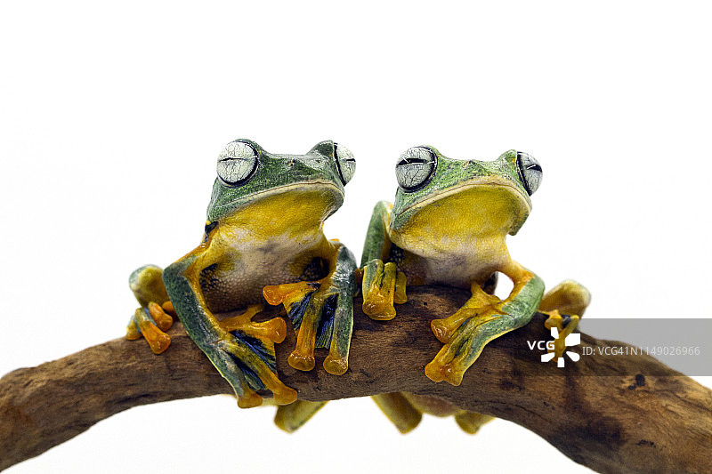 印度尼西亚，两只爪哇树蛙坐在树枝上图片素材