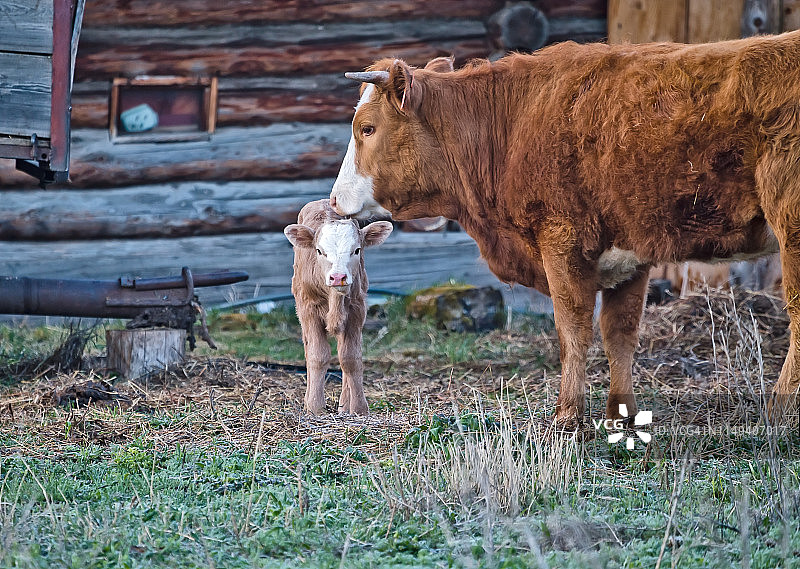 棕色奶牛和小牛在一个俄罗斯村庄图片素材