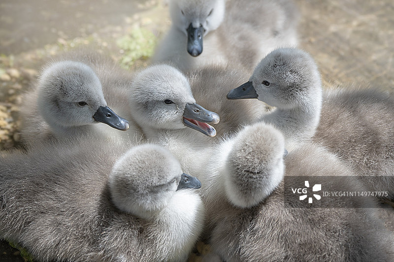 可爱的特写图像，惹人喜爱，新孵出的哑巴天鹅小天鹅-天鹅颜色在春天的阳光图片素材
