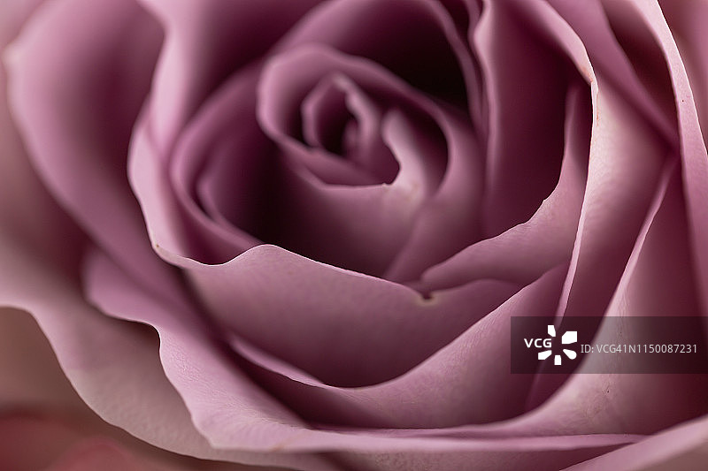 嫩紫罗兰玫瑰花瓣的特写图片素材