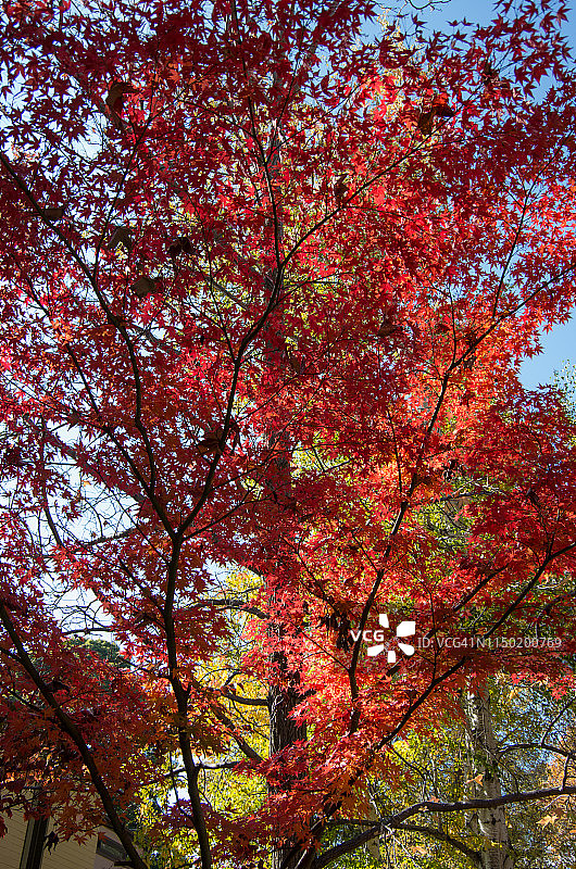 日本槭树(棕榈槭)的一种秋季树种图片素材