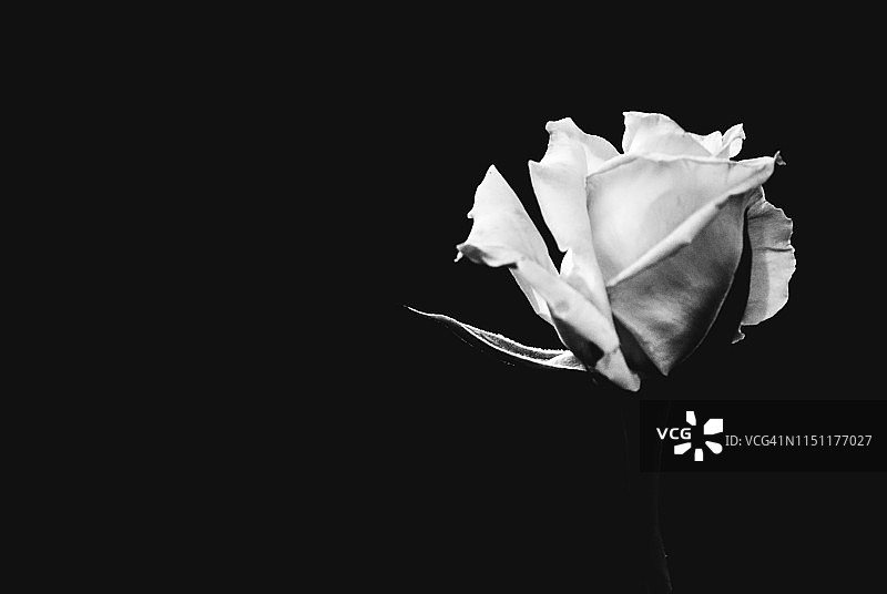 单色玫瑰-黑色背景图片素材