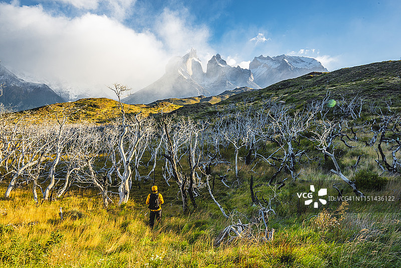 一名男子在智利托雷斯潘恩国家公园的枯树间徒步行走图片素材