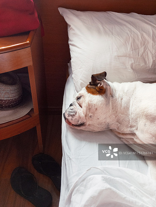 狗在床头柜旁的床上图片素材