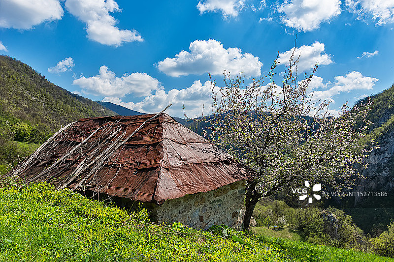 山上长着一棵漂亮的树。塞尔维亚美丽的自然风光图片素材