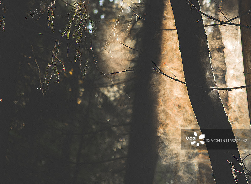 阳光明媚，雾蒙蒙的神秘森林图片素材