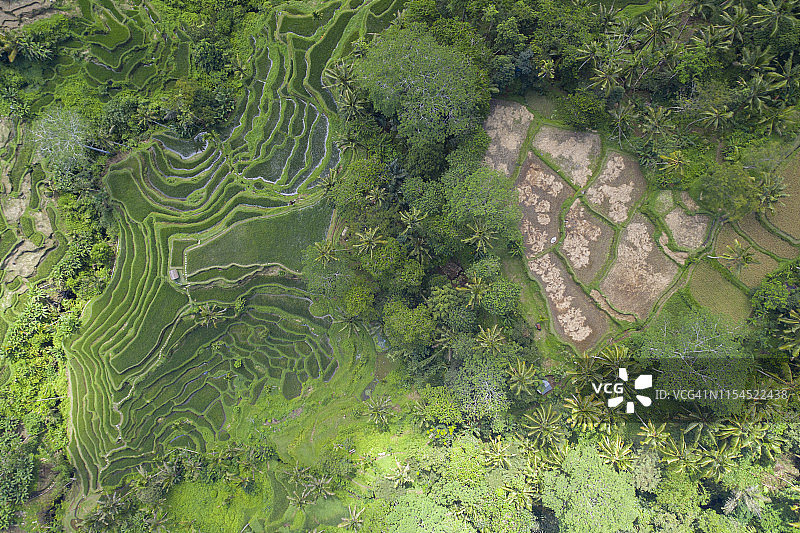 梯田鸟瞰图，Tegallalang，巴厘岛，印度尼西亚图片素材