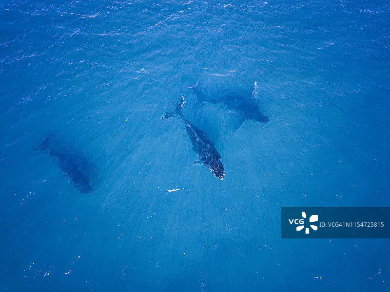座头鲸在蓝色的水中游泳图片素材