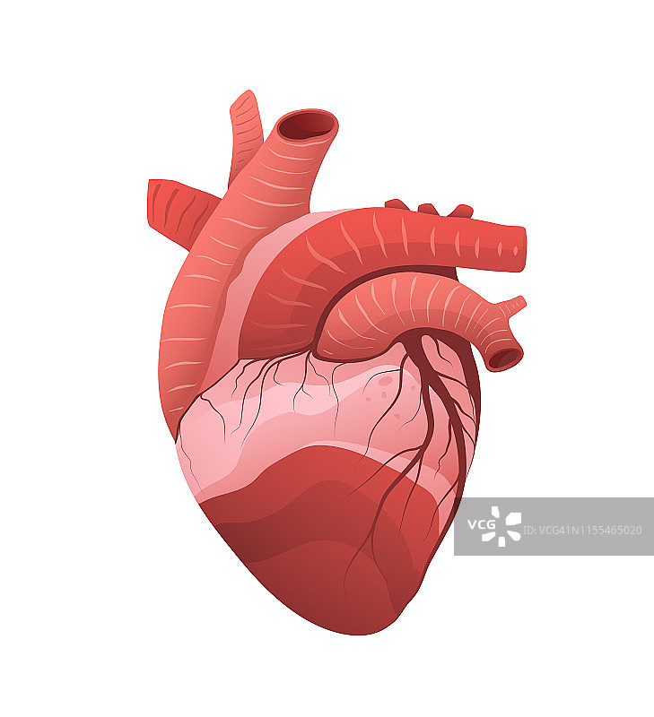 人类心脏平面矢量插图图片素材