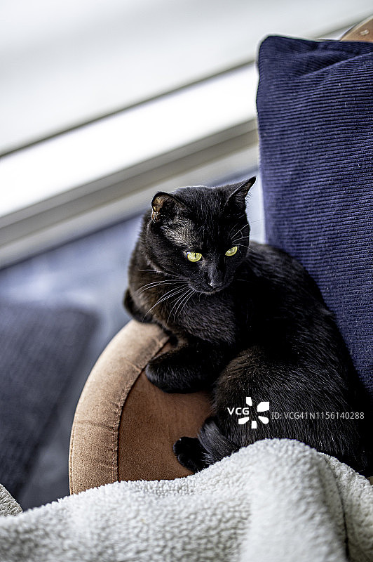 孟买黑猫坐在沙发上图片素材
