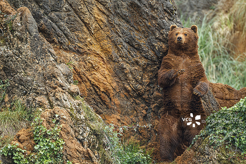 一只雄性的欧亚棕熊站在岩石上挠背。熊属arctos。图片素材