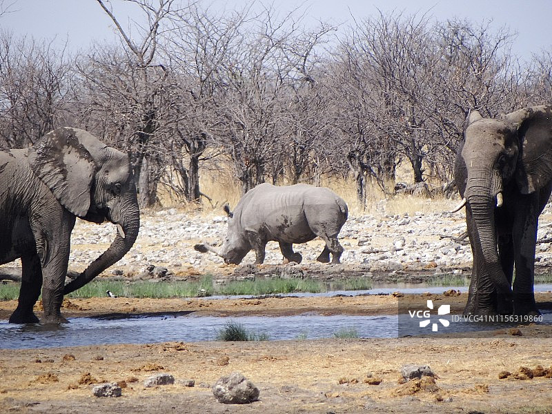 在纳米比亚的埃托沙国家公园，两头大象在一个水坑里喝水，背景是一头犀牛图片素材