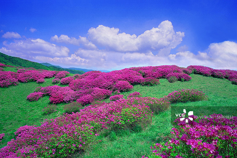 韩国济日山巴莱峰与杜鹃花景观图片素材