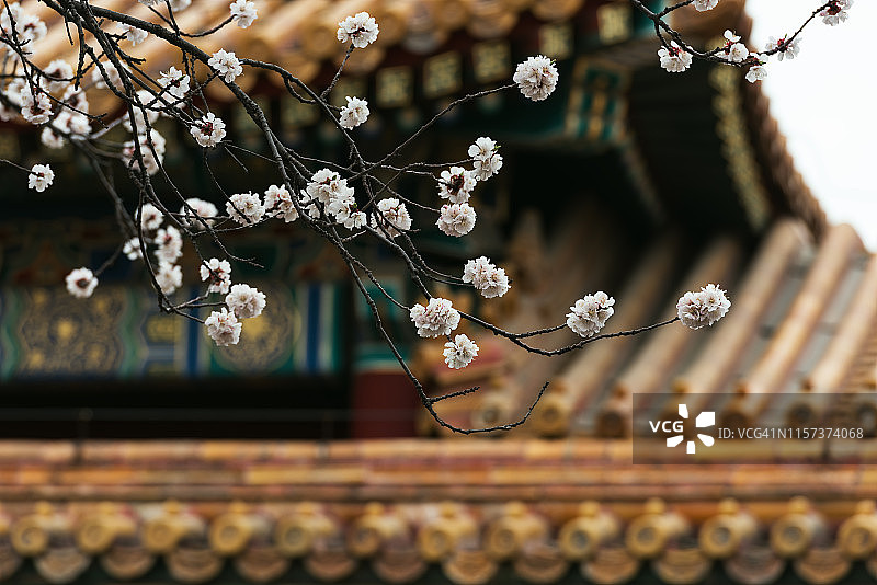 北京紫禁城的宫殿图片素材