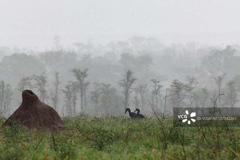 阿比西尼亚地犀鸟在大草原上肆虐图片素材