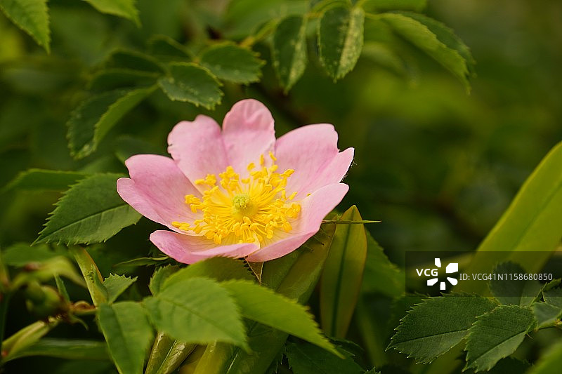 粉红色的花和柔和的背景在微距图片素材