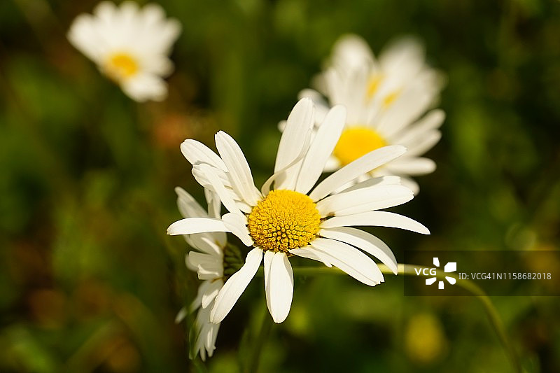 白色和黄色的雏菊在阳光下的绿色背景上图片素材