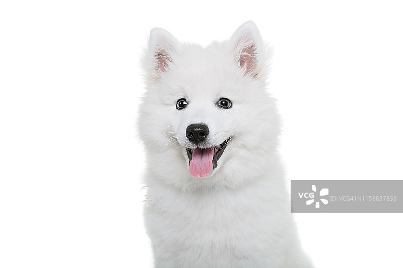 一只日本流浪狗坐在白色的背景上看着镜头。图片素材