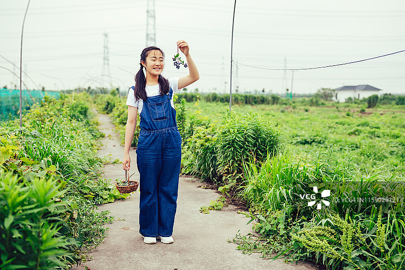 亚洲少女愉快地从农场收获新鲜蓝莓图片素材