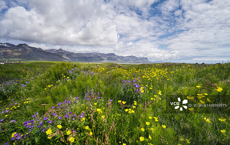 冰岛snaefellness半岛Budir风景公园草地上的花图片素材