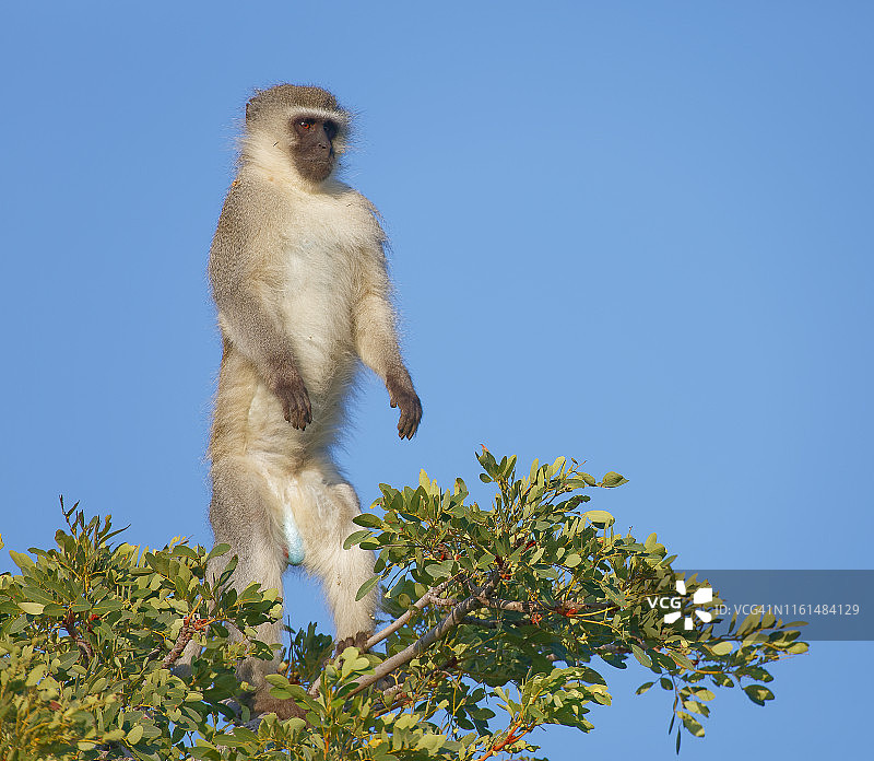 长尾猴站在树梢上图片素材