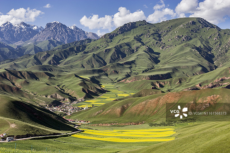 中国青藏高原高山下的油菜田图片素材