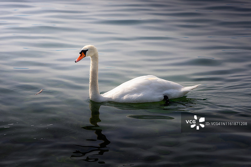 天鹅在瑞士韦威的日内瓦湖游泳的特写图片素材