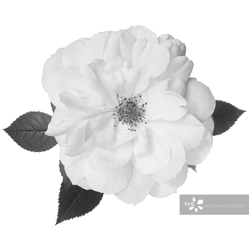 芳香的白玫瑰，黑白相间的叶子。图片素材