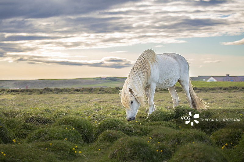 白色冰岛马在草地上休息图片素材