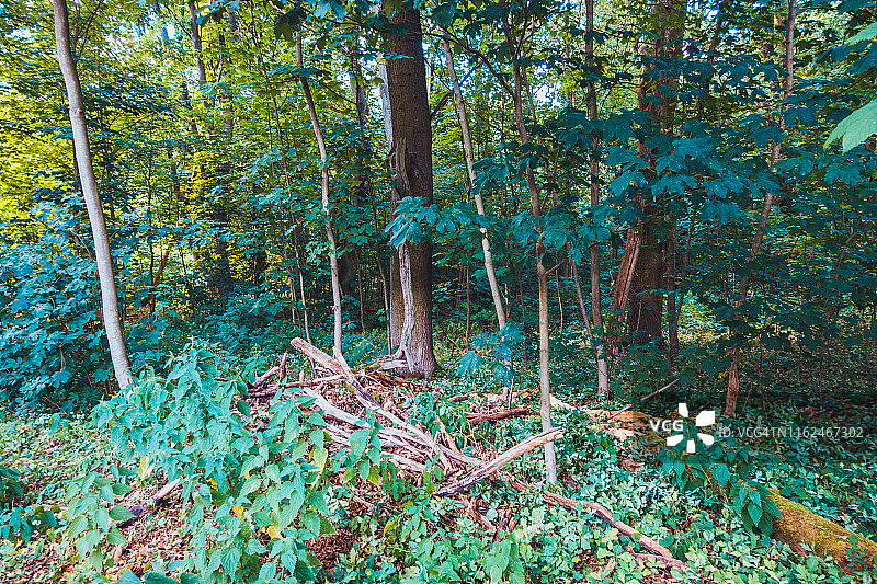 色彩斑斓的德国乡村森林图片素材