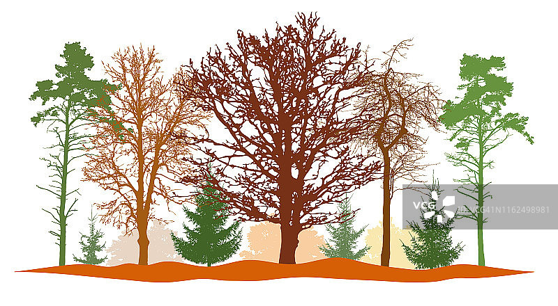 秋季森林中，秃树、冷杉、松树等的剪影。矢量图图片素材