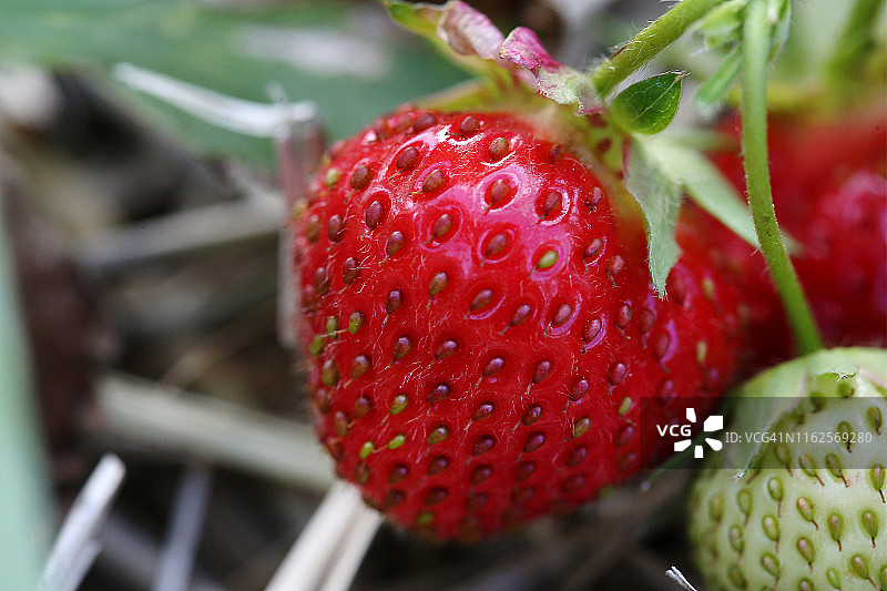 夏天收获的新鲜草莓图片素材