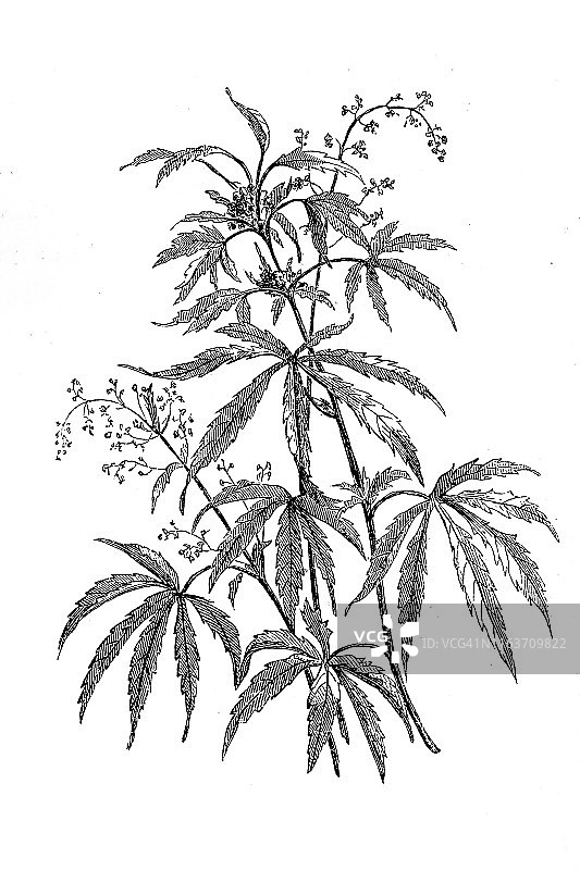 大麻农业植物雌雄图片素材