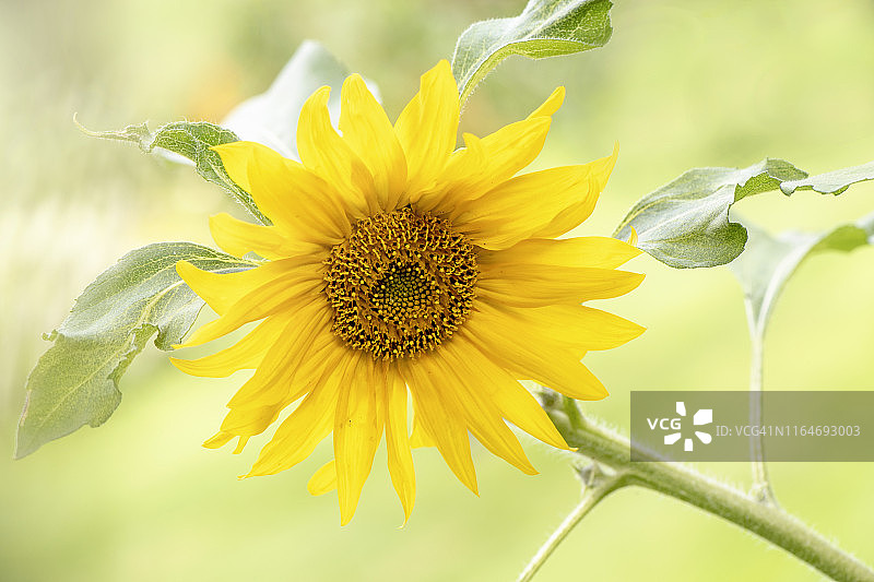 美丽的充满活力的黄色夏季向日葵盛开的特写图像也被称为向日葵年图片素材