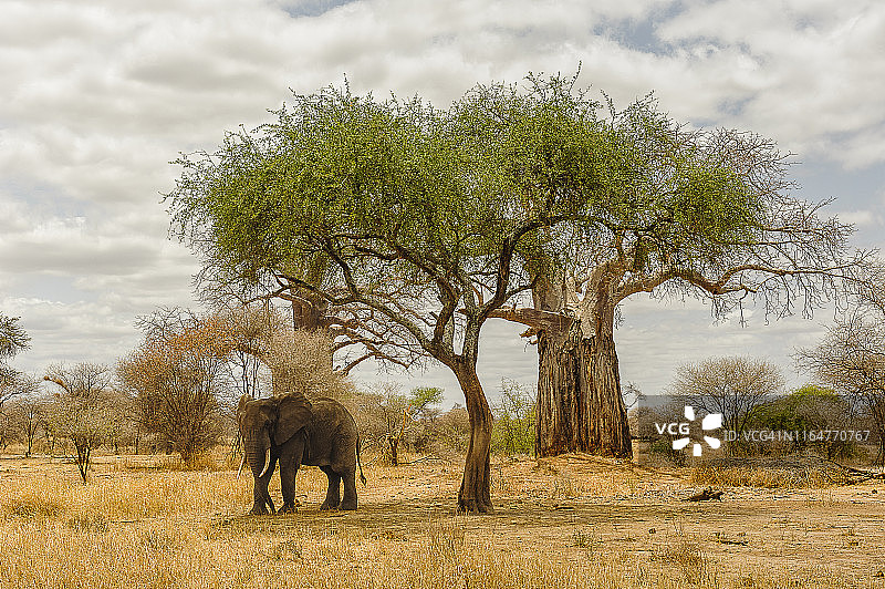 2013年9月，坦桑尼亚塔兰吉尔国家公园，一头非洲大象站在猴面包树旁图片素材