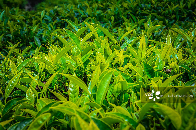 近距离观察绿茶叶子图片素材