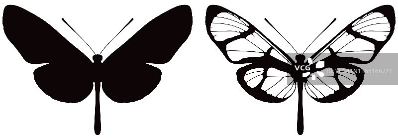 蝴蝶在白色背景矢量插图。有两种版本，黑色形状和黑白图片素材