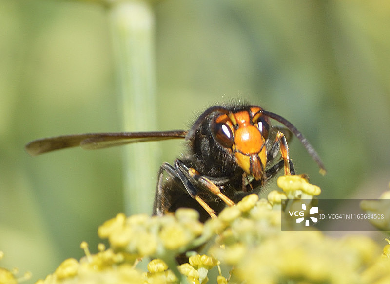 粗胸膜港黑绒马蜂的巢(亚洲大黄蜂)图片素材
