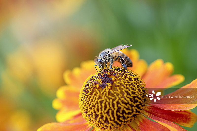 一个单独的，夏季开花的橙色氦花也被称为喷嚏草与蜜蜂收集花粉的特写图像图片素材