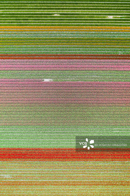 荷兰郁金香生长季节开始时的鸟瞰图图片素材